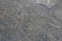 Utricularia australis