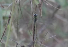 Triacanthagyna caribbea