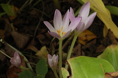 Colchicum woronowii