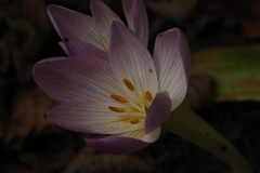 Colchicum woronowii