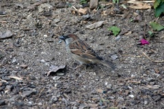 Passer domesticus