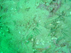 Ophiarachnella capensis