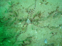 Ophiarachnella capensis