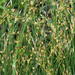 Juncus capensis - Photo (c) Colin Ralston,  זכויות יוצרים חלקיות (CC BY-NC), הועלה על ידי Colin Ralston