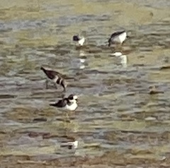 Charadrius hiaticula