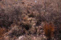 Microhodotermes viator