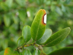 Mycosphaerella buxicola