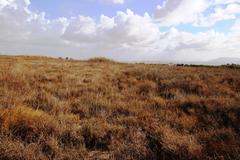 Microhodotermes viator