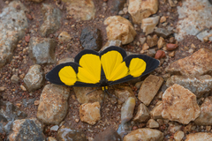 Cyllopoda jatropharia