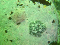 Parvulastra dyscrita