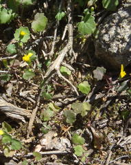 Cineraria platycarpa