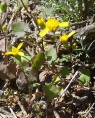 Cineraria platycarpa