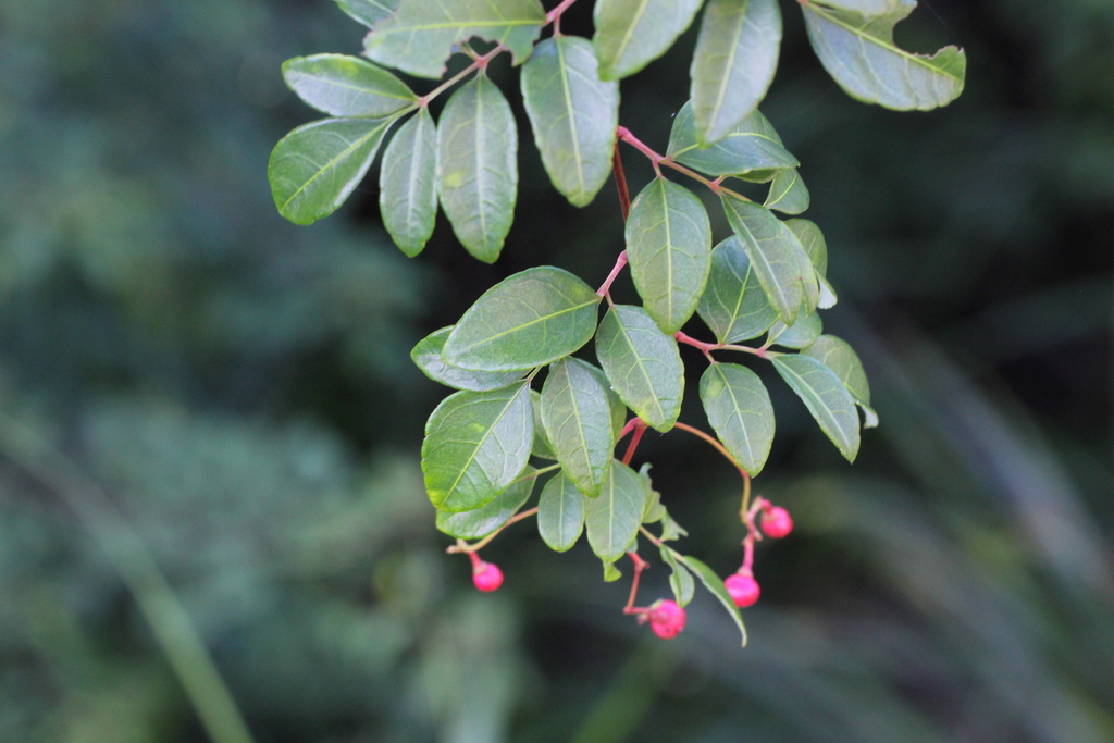 Cây chè dây (Ampelopsis cantoniensis)