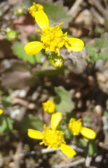 Cineraria platycarpa