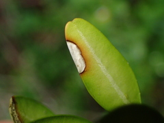 Mycosphaerella buxicola