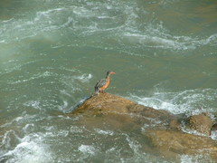 Merganetta armata armata