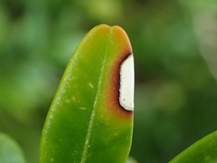 Mycosphaerella buxicola