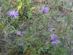 Centaurea