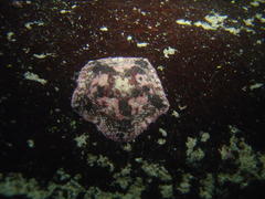 Parvulastra dyscrita