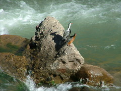 Merganetta armata armata