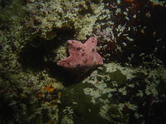 Parvulastra dyscrita