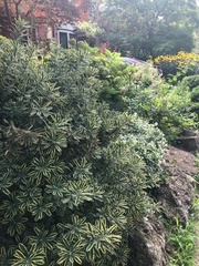 Daphne × burkwoodii