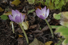 Colchicum woronowii