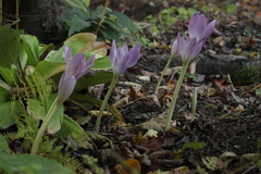 Colchicum woronowii