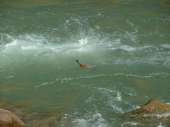 Merganetta armata armata