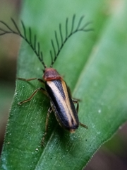 Harmatelia bilinea