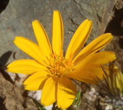 Gorteria integrifolia