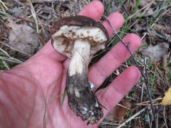 Leccinum scabrum melaneum