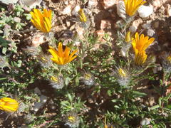 Gorteria integrifolia