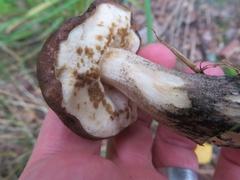 Leccinum scabrum melaneum