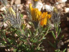 Gorteria integrifolia