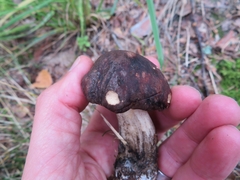 Leccinum scabrum melaneum
