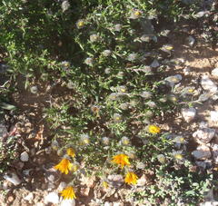 Gorteria integrifolia