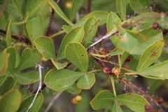 Searsia laevigata laevigata