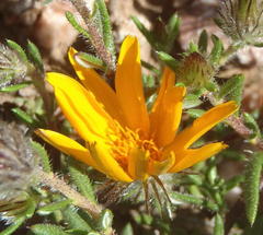 Gorteria integrifolia