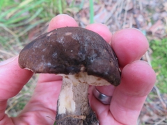 Leccinum scabrum melaneum