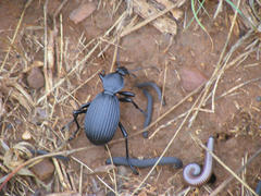 Tefflus meyerlei delegorguei
