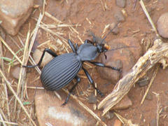 Tefflus meyerlei delegorguei