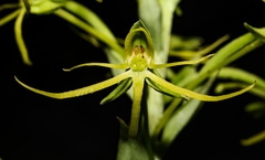 Habenaria novemfida