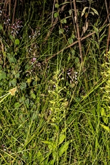 Habenaria novemfida