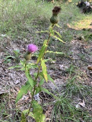Cirsium flodmanii