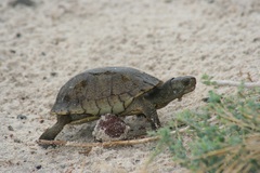 Terrapene coahuila