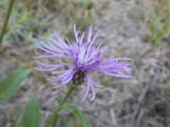 Centaurea