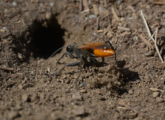 Palmodes praestans