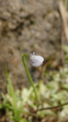Utricularia uliginosa