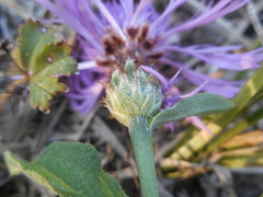 Centaurea